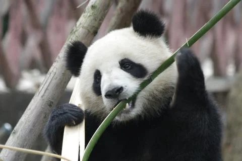 Close up Panda in China Stock Photos