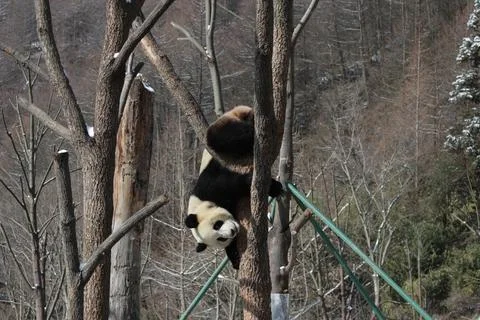 Close up Panda in China Stock Photos