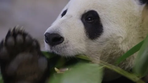 Close up of a panda Stock Footage 45407254