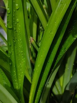 Close up of pandan leaf Foto stock
