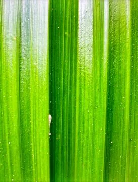 Close up pandan leaf surface showing natural tropical plant texture and org.. Stock Photos