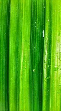 Close up pandan leaf surface showing natural tropical plant texture and org.. Stock Photos