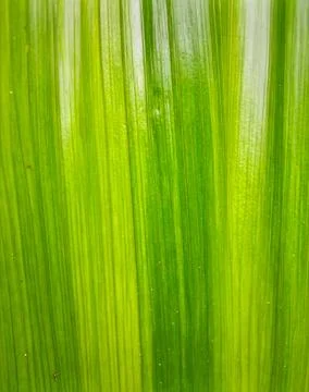 Close up pandan leaf surface showing natural tropical plant texture and org.. Stock Photos