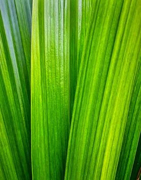 Close up pandan leaf surface showing natural tropical plant texture and org.. Stock Photos