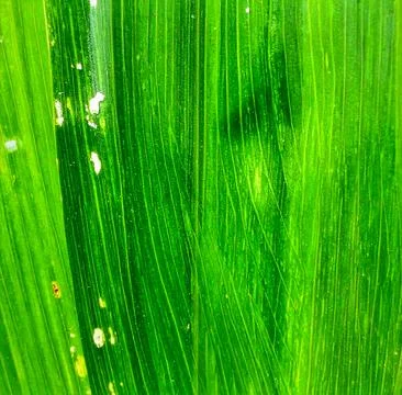 Close up pandan leaf surface showing natural tropical plant texture and org.. Stock Photos