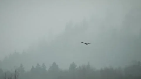 Close-Up of Pandanus Plant with Spiky Green Fruit Clusters Against Blue Sky Stock Footage 315090953