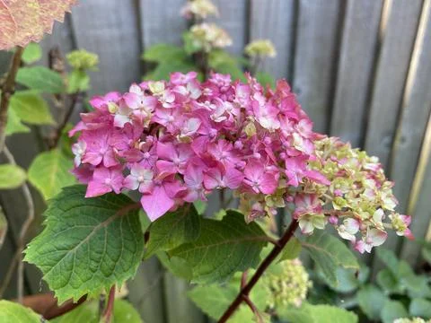 Close up Panicled hydrangea flowers blooming in the garden day time sunlight Stock Photos