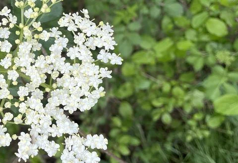 Close-up of a paniculate inflorescence Fotos Stock