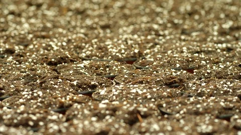 Close-Up, Panning, 10 Seconds Or Greater, Selective Focus, Indoors, Day, Stock Footage 95917069