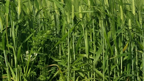 Close-Up, Panning, 20 Seconds Or Greater, Non Urban Scene, Rural Scene, Field, Stock Footage 94049264