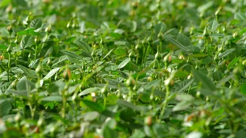 Close-Up, Panning, Selective Focus, 20 Seconds Or Greater, Leaf, Outdoors, Day, Stock Footage 95824588