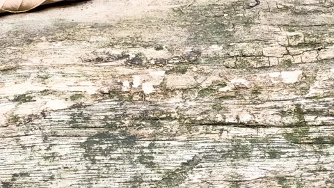 Close up panning shot of aged weathered wood texture with cracks moss and d.. Video stock 337582752