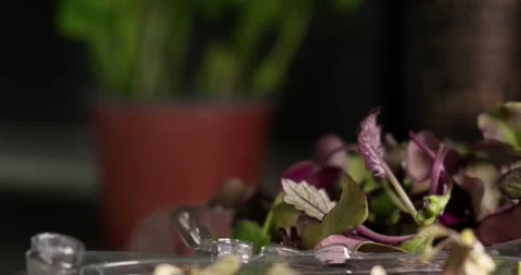 Close up panning shot of baby beetroot microgreens, eatable flowers and sprouts. Stock Footage 152589276