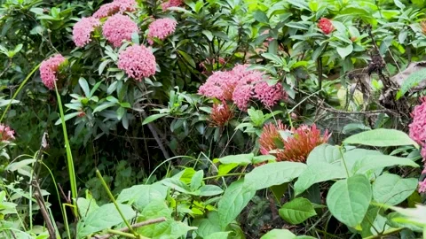 Close up panning shot of beautiful pink ixora flowers blooming on green bus.. Stock Footage 337583148