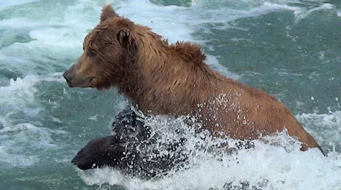 Close Up Panning Shot of Brown Bear Running in a River in 50% Slow Motion Stock Footage 51372508