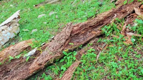 Close-up panning shot of a decomposing rotting log with decaying wood texture. Stock Footage 337768268