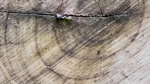 Close up panning shot of detailed old tree stump wood cross section with ri.. Video stock 337582771