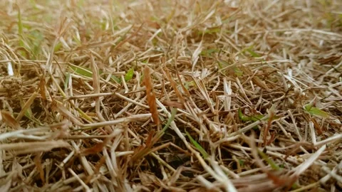 Close-up panning shot of dry grass on an open field Stock Footage 340888245
