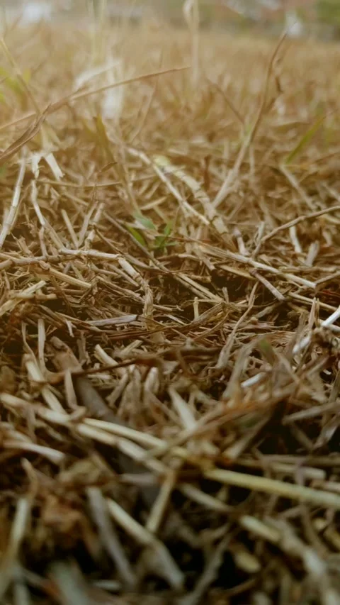 Close-up panning shot of dry grass on an open field, portrait Stock Footage 340888249