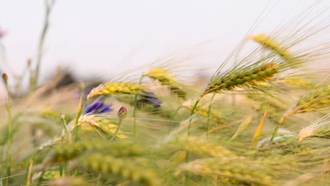 Close-up panning shot of ears of barley on a field in slow motion Stock Footage 243079520