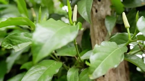 A close-up panning shot of fresh green long pepper (Piper retrofractum) flower. Stock Footage 343869149