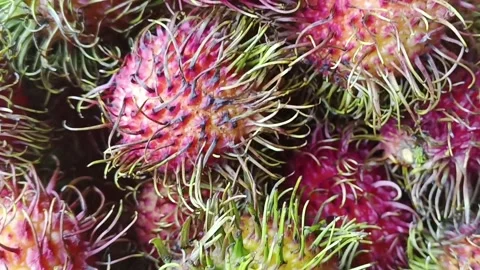 Close-up panning shot of fresh red rambutan fruits. Stock Footage 323705071