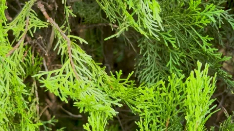 Close up panning shot of green cypress tree branches with bright pine needl.. Stock Footage 337583653