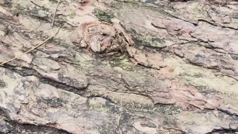 Close up panning shot of highly textured rough tree bark with deep grooves .. Stock Footage 337582891