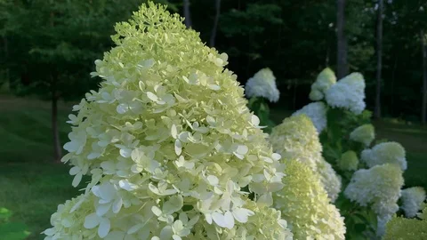 Close Up Panning Shot of Hydrangea Paniculata Siebold Phantom Flowers Blooming Stock Footage 115617723