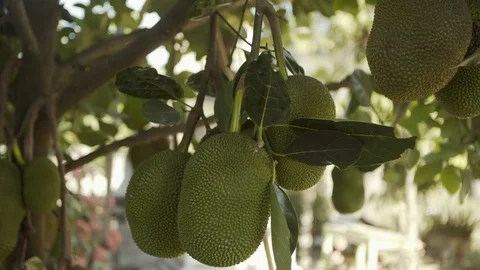 Close-up panning shot of jackfruits growing on tree - Vientiane, Laos Stock Footage 129202106