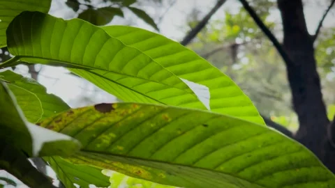 Close up panning shot of large green tropical leaves illuminated by natural.. Stock-Footage 337583066