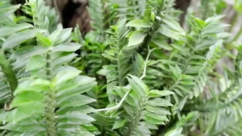 A close-up panning shot of lush green zigzag plants (Euphorbia tithymaloides) Stock Footage 343869153