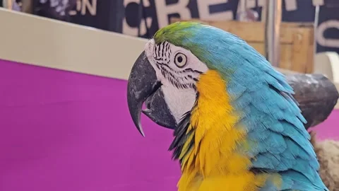 Close Up Panning Shot of a Macaw Parrot, Focusing on Detail with Colorful Stock Footage 295742976