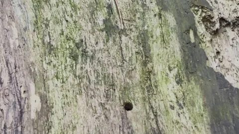 Close up panning shot of old weathered tree trunk texture with cracks and g.. Stock Footage 337582806