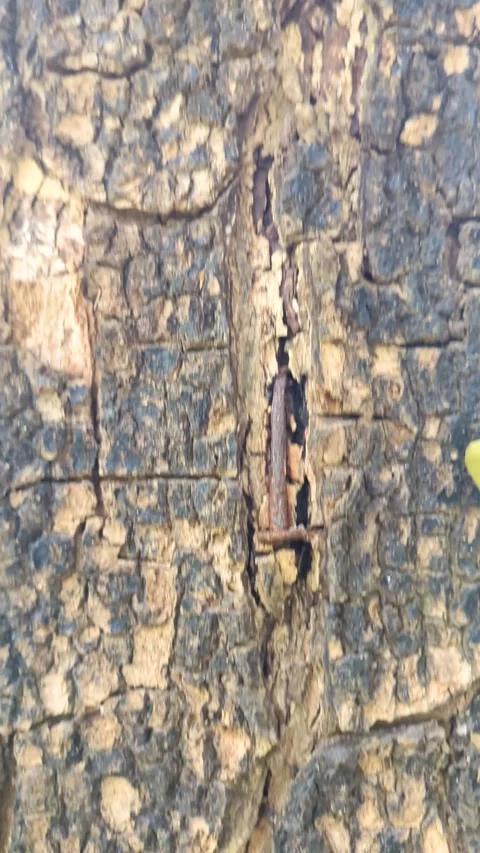 Close up panning shot of rough textured old tree bark with a rusty metal na.. Video stock 336919246