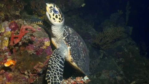 Close-up panning shot of sea turtle swimming by coral reef in ocean - Wakatobi Stock Footage 132233111