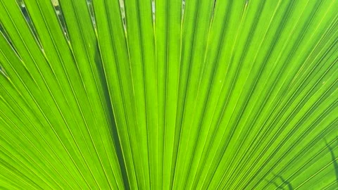 Close up panning shot of a vibrant green tropical palm leaf texture with li.. Stock Footage 337583232