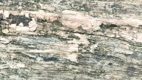 Close up panning shot of weathered old wood texture with cracks and green m.. Stock-Footage 337582751