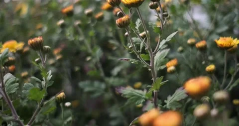 Close up panning through orange flowers in the garden, 4k Stock Footage 142801278