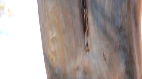 Close up panning of tree Stock Footage 45560229