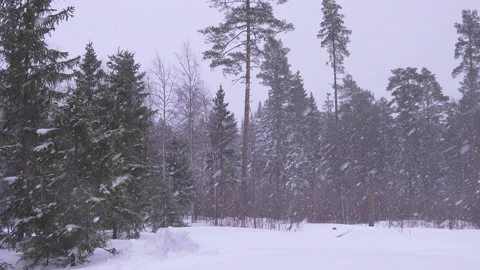 Close up panning video on evergreen pine, fir tree forest under snowfall Stock Footage 231253617