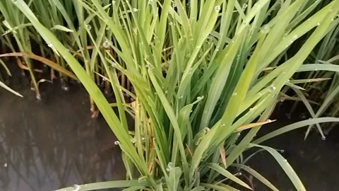 Close-up Panning Video of Rice Plants Stock Footage 341456598