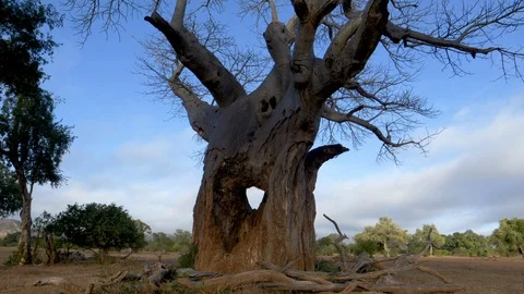 Close-up panning view of a beautiful big Baobab tree with a hole in its base Stock Footage 112872383