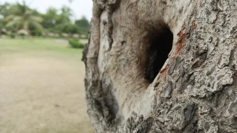 Close up panning view deep natural dark hollow hole old tree trunk Fotos de archivo