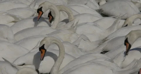 Close up panning view scene many wild swans in water eat corn grain tossed in to Stock Footage 251056007