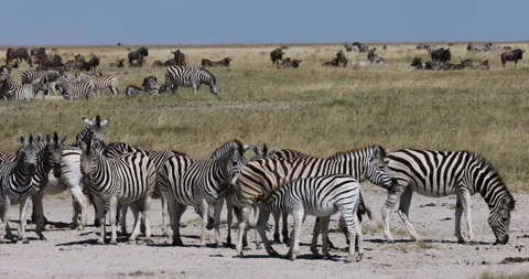 Close-up panning view of a small herd of zebras and wildebeest.  Zebra Migration Stock Footage 155332429