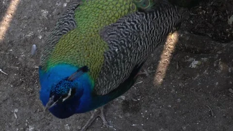 Close-up panning of a walking peacock and its tail in the Huachipa zoo at Stock Footage 158281163
