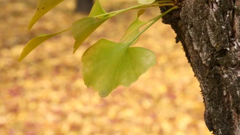 Close up of panning a yellow leaf of a Ginkgo Biloba tree during the au 動画素材 166827076