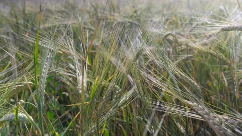A close-up panorama of crops. Stock Footage 138486853