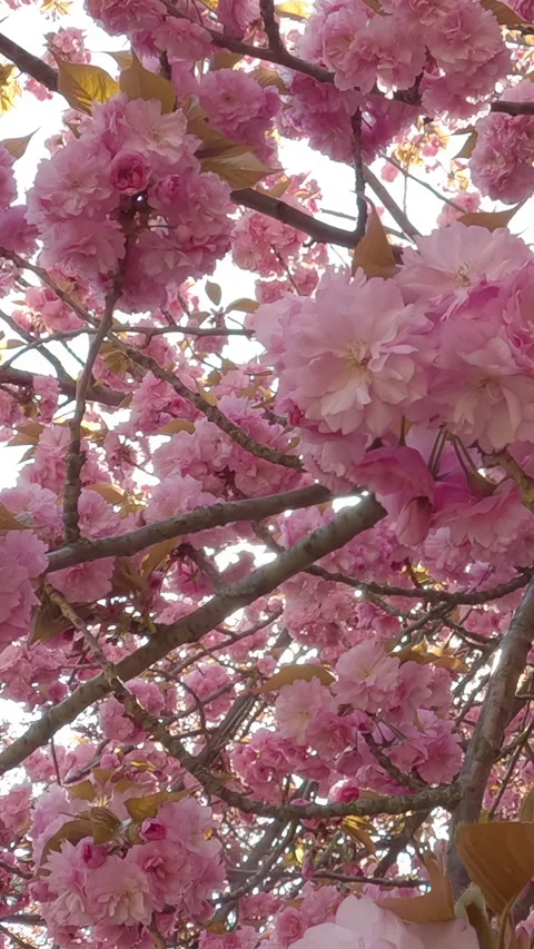 Close-up panorama of deep-pink inflorescences of Japanese cherry tree in full Stock Footage 314728391